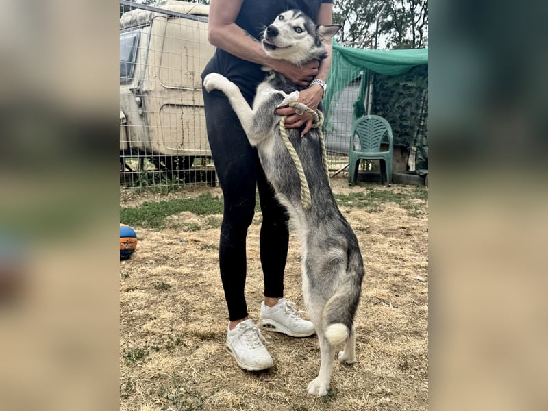 Celine Husky Hündin ca. 1,5 Jahre alt in Ungarn