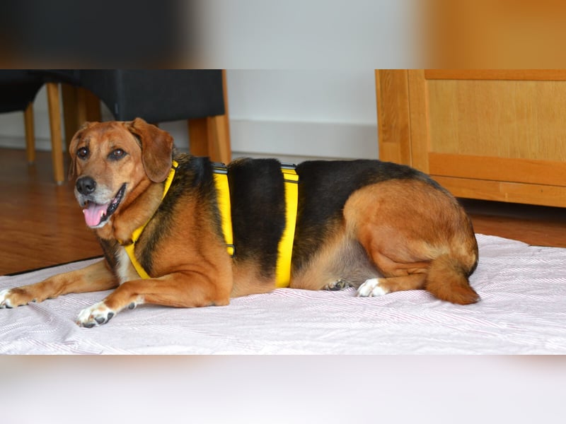 Perla Mischlingshündin ca. 8 Jahre alt in 34613 Schwalmstadt Perla Mischlingshündin ca. 8 Jahre alt in 34613 Schwalmstadt