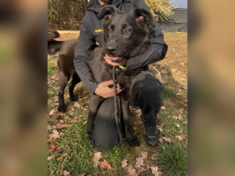 Serius Mischlingsrüde ca. 6 Monate alt in Ungarn