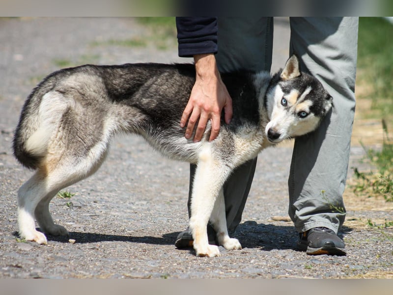 Celine Husky Hündin ca. 1,5 Jahre alt in Ungarn