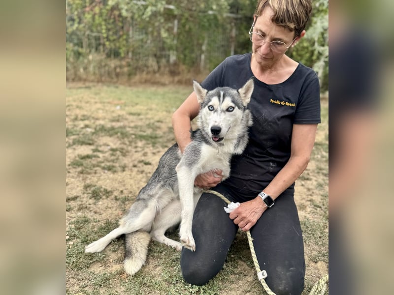 Celine Husky Hündin ca. 1,5 Jahre alt in Ungarn