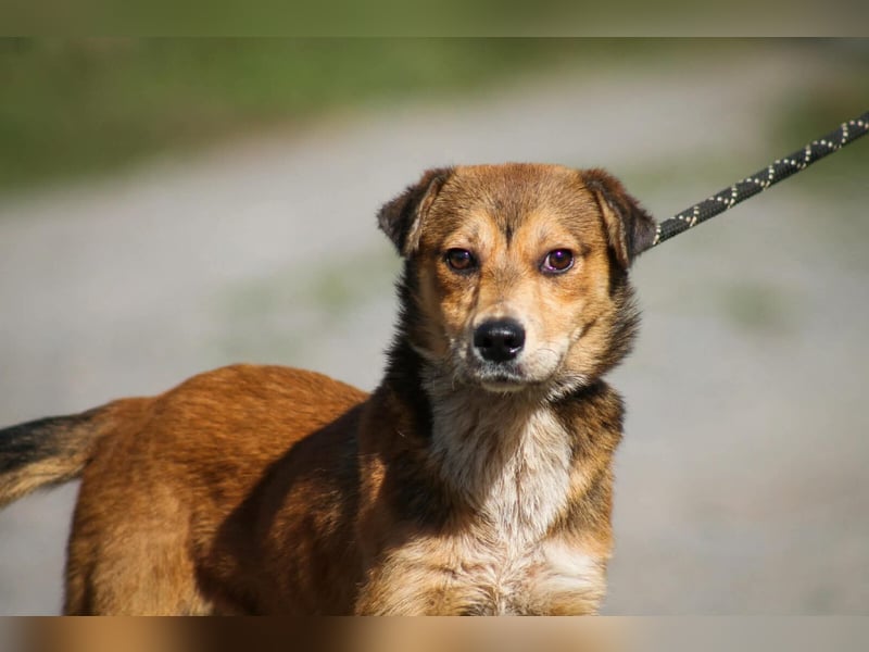 Ricky Mischlingsrüde ca. 3 Jahre alt in Ungarn