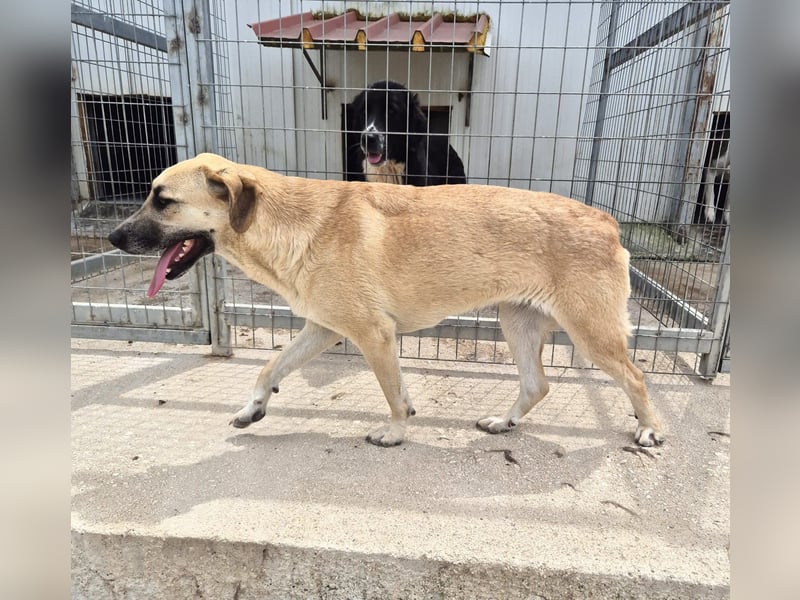 Mira Mischlingshündin ca. 2,5 Jahre alt in Griechenland