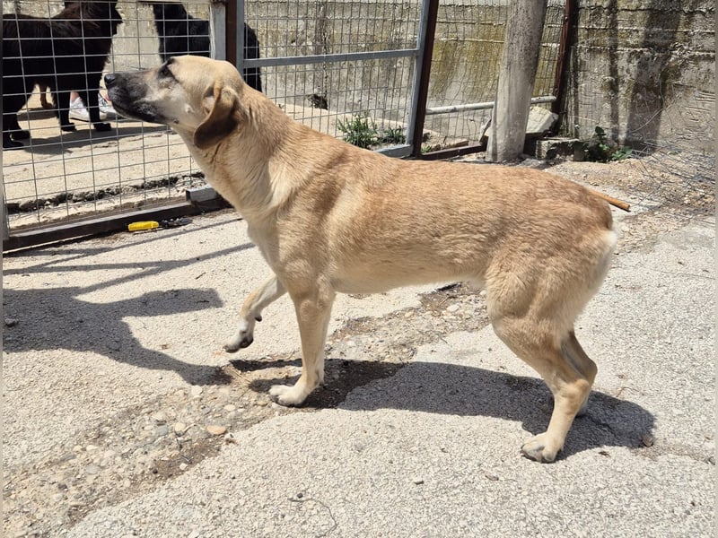 Mira Mischlingshündin ca. 2,5 Jahre alt in Griechenland