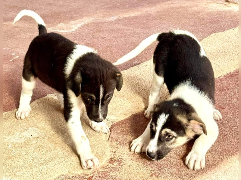 Nelly Mischlingshündin ca. 4 Monate alt in Griechenland