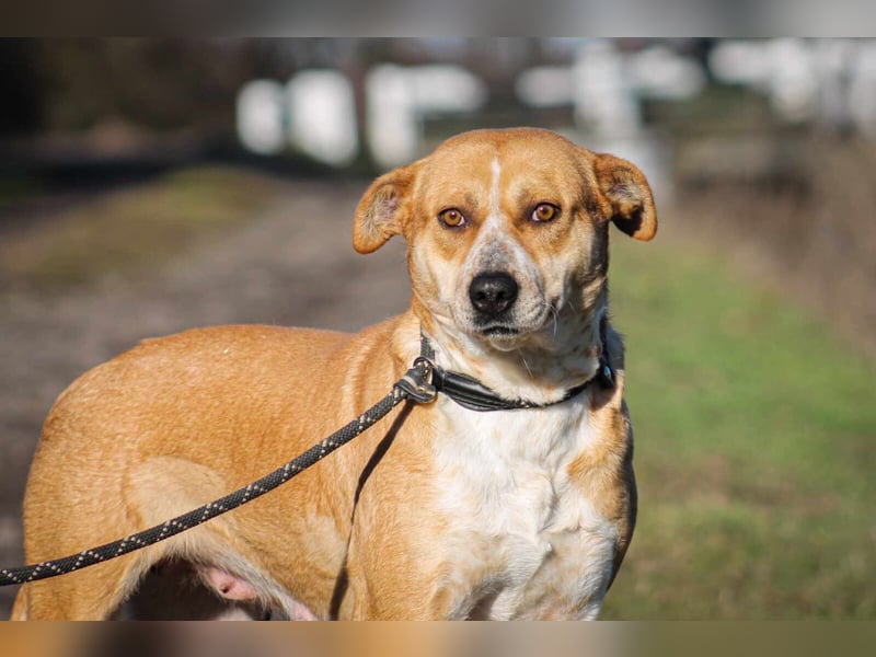 Thalia Mischlingshündin ca. 2,5 Jahre alt in Ungarn