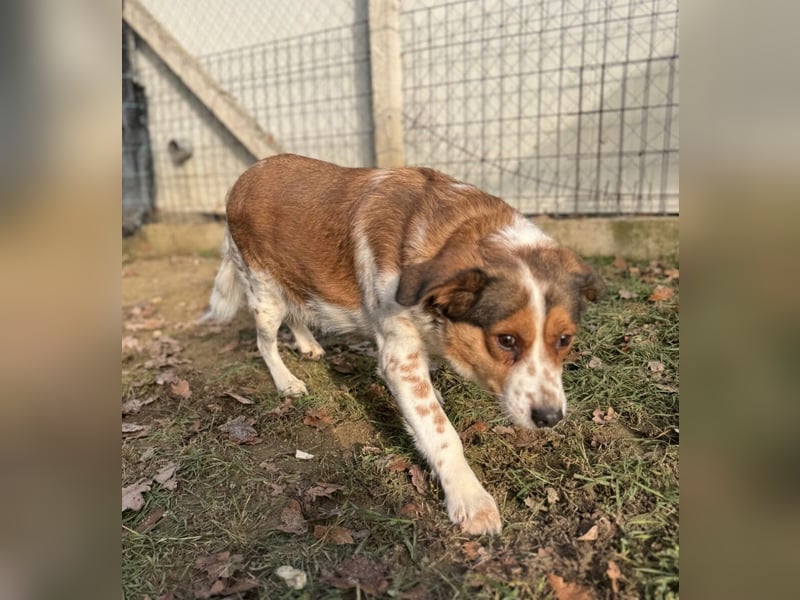Babette Mischlingshündin ca. 4 Jahre alt in Ungarn