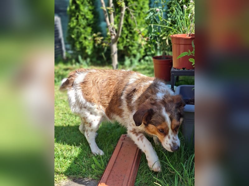 Babette Mischlingshündin ca. 5 Jahre alt in 72587 Böhringen