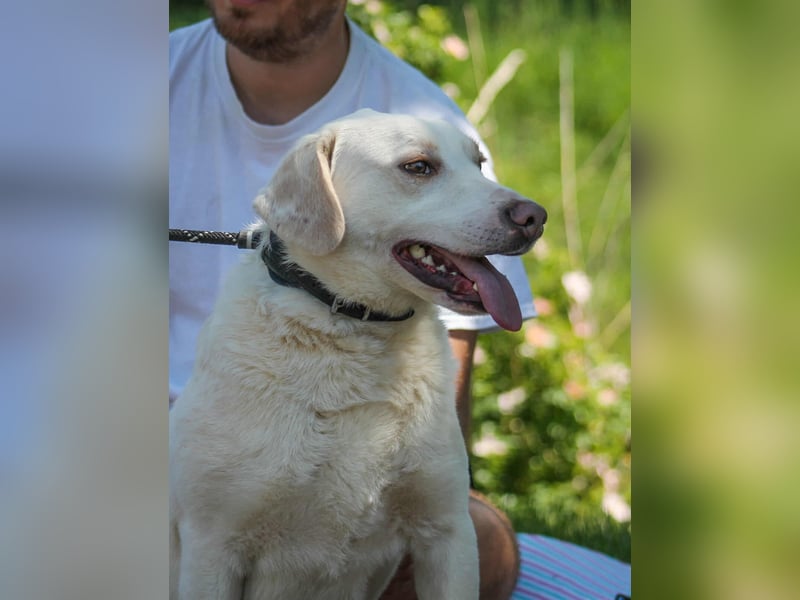 William Labradormix Rüde ca. 3,5 Jahre alt in Ungarn