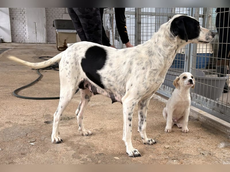 Nea Mischlingshündin ca. 5 Jahre alt in Griechenland