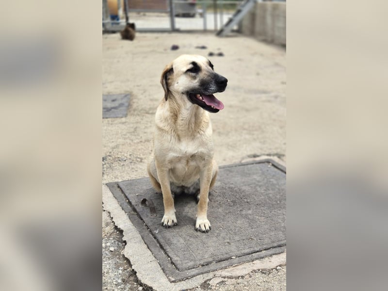 Mira Mischlingshündin ca. 2,5 Jahre alt in Griechenland