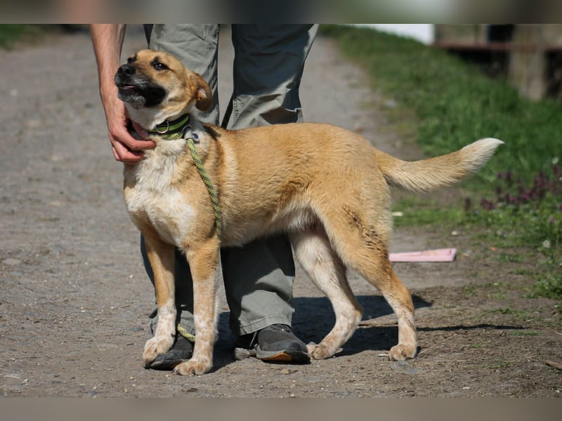 Tiffany Mischlingshündin ca. 1,5 Jahre alt in Ungarn