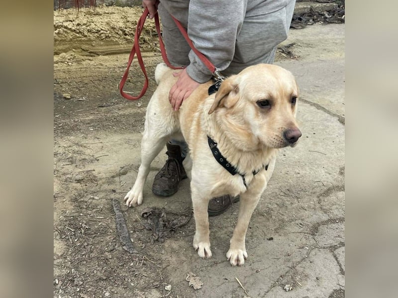 Bradley Mischlingsrüde ca. 1,5 Jahre alt in Ungarn