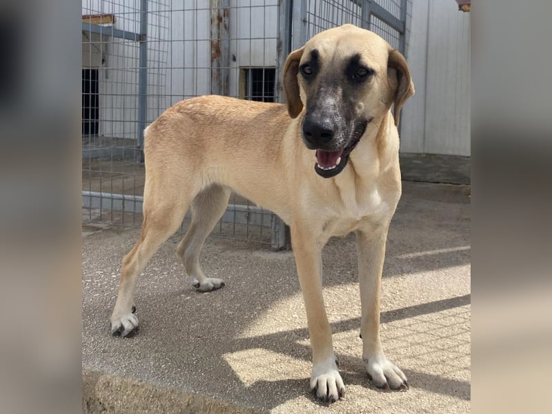 Mira Mischlingshündin ca. 2,5 Jahre alt in Griechenland