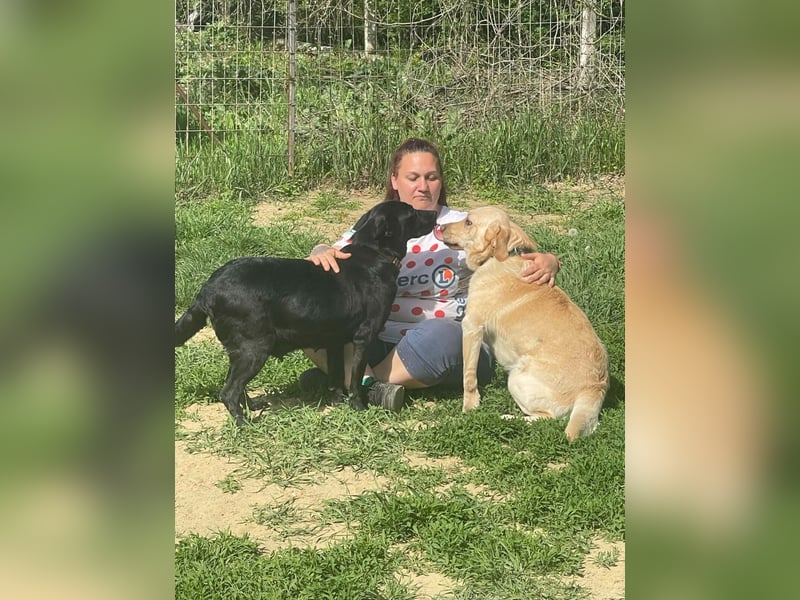 Bradley Mischlingsrüde ca. 1,5 Jahre alt in Ungarn