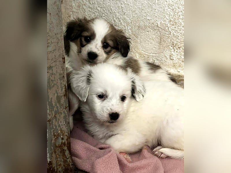 Coco Mischlingshündin 2 Monate alt in Griechenland