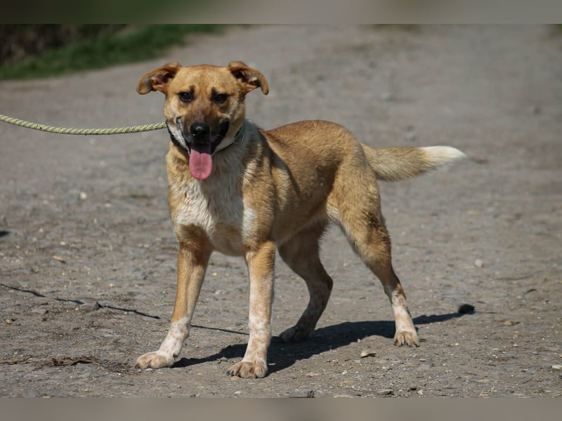 Tiffany Mischlingshündin ca. 1,5 Jahre alt in Ungarn
