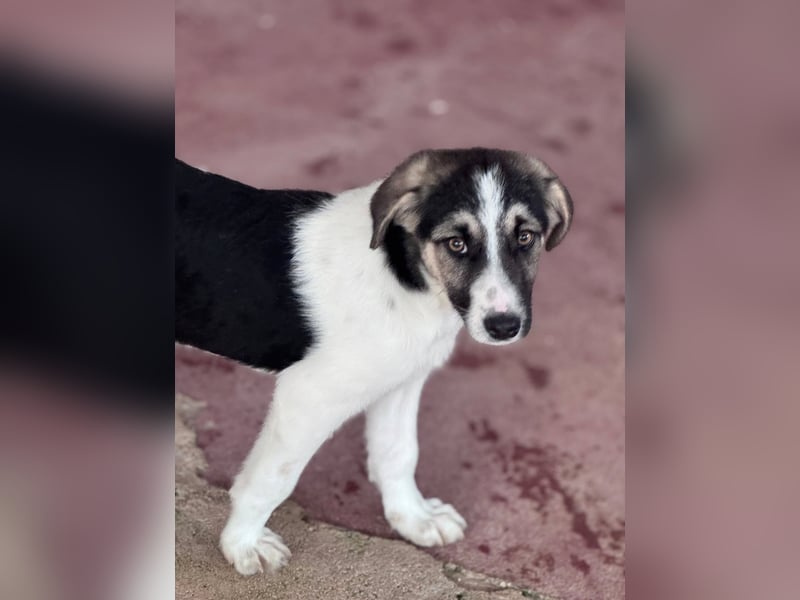 Leo Mischlingsrüde ca. 4 Monate alt in Griechenland