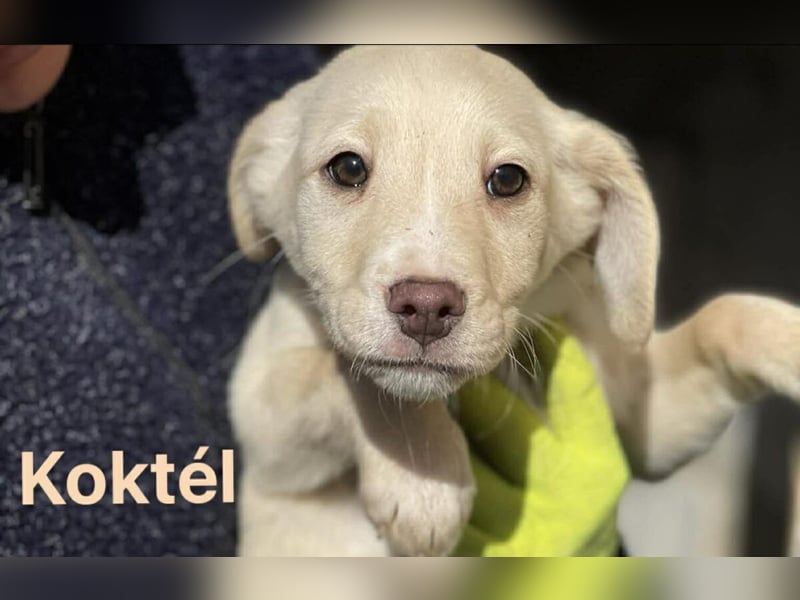Koktel Mischlingsrüde ca. 5 Monate alt in Ungarn