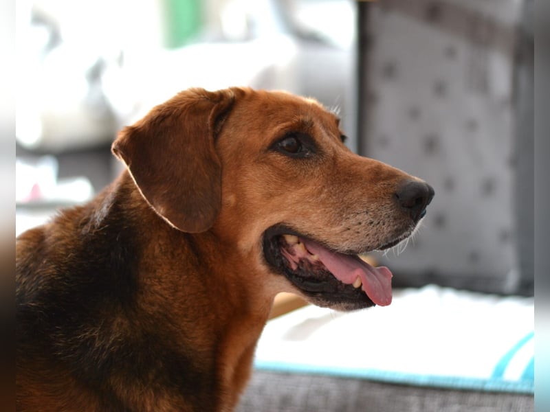 Perla Mischlingshündin ca. 8 Jahre alt in 34613 Schwalmstadt Perla Mischlingshündin ca. 8 Jahre alt in 34613 Schwalmstadt