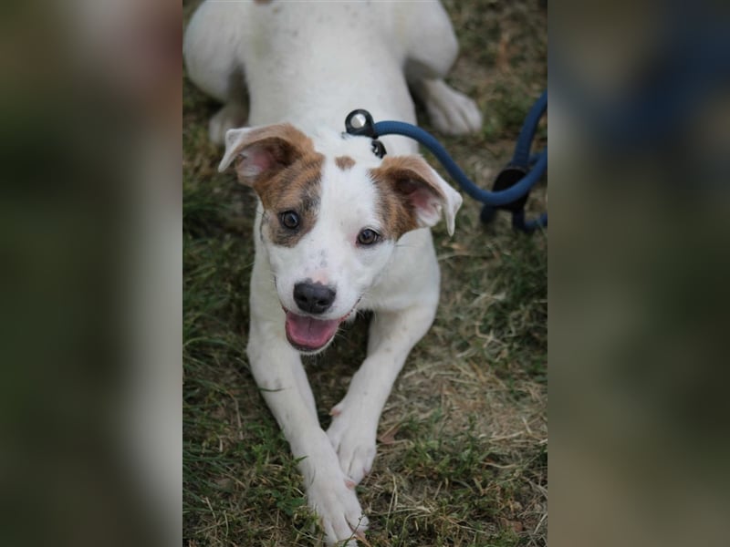 Tofu Mischlingshündin ca. 1,3 Jahre alt in Ungarn