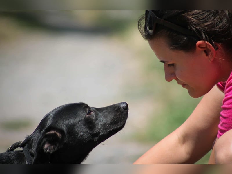 Toboz Mischlingsrüde ca. 1 Jahr alt in Ungarn