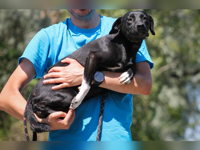 Toboz Mischlingsrüde ca. 1 Jahr alt in Ungarn