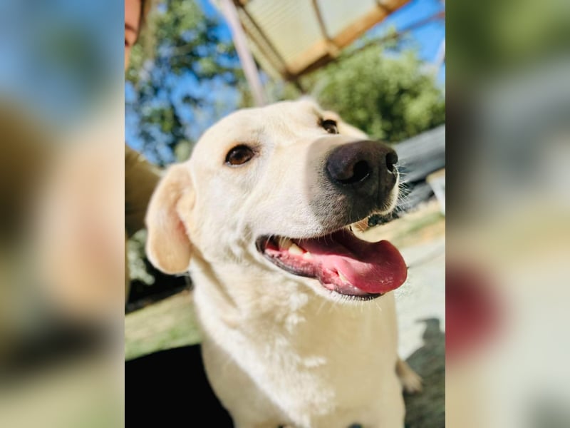 William Labradormix Rüde ca. 3,7 Jahre alt in Ungarn