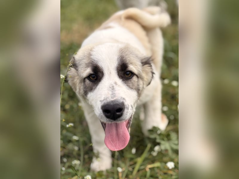 Hermine Mischlingshündin ca. 3 Monate alt in Griechenland