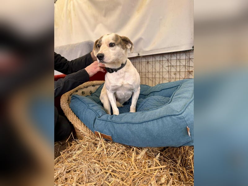 Tofu Mischlingshündin ca. 1,7 Jahre alt in 72820 Sonnenbühl