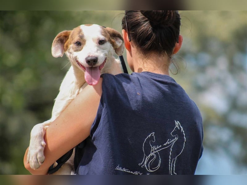 Tofu Mischlingshündin ca. 1,3 Jahre alt in Ungarn