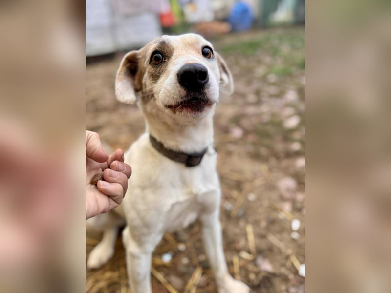 Tofu Mischlingshündin ca. 1,5 Jahre alt in Ungarn