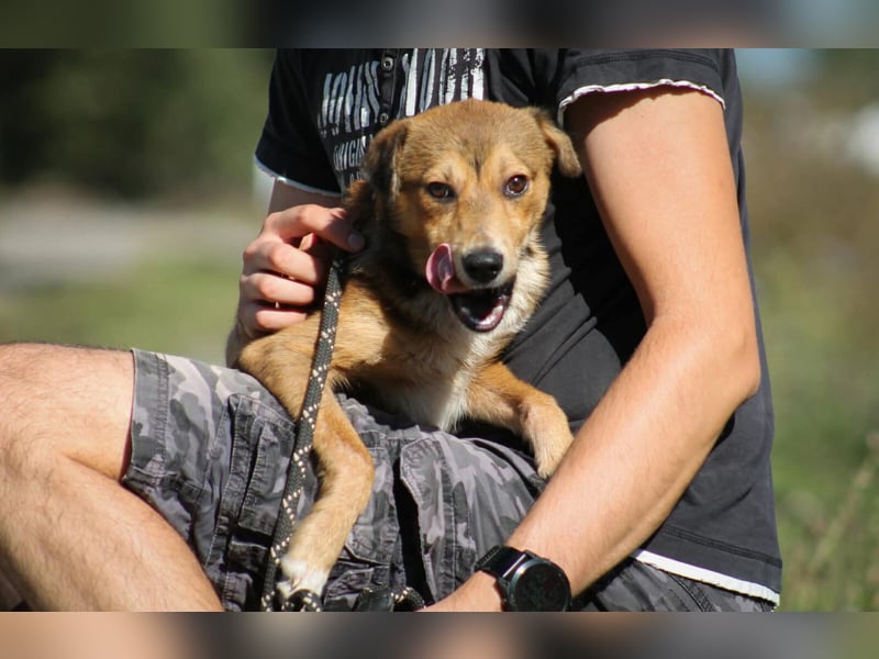 Ricky Mischlingsrüde ca. 3 Jahre alt in Ungarn