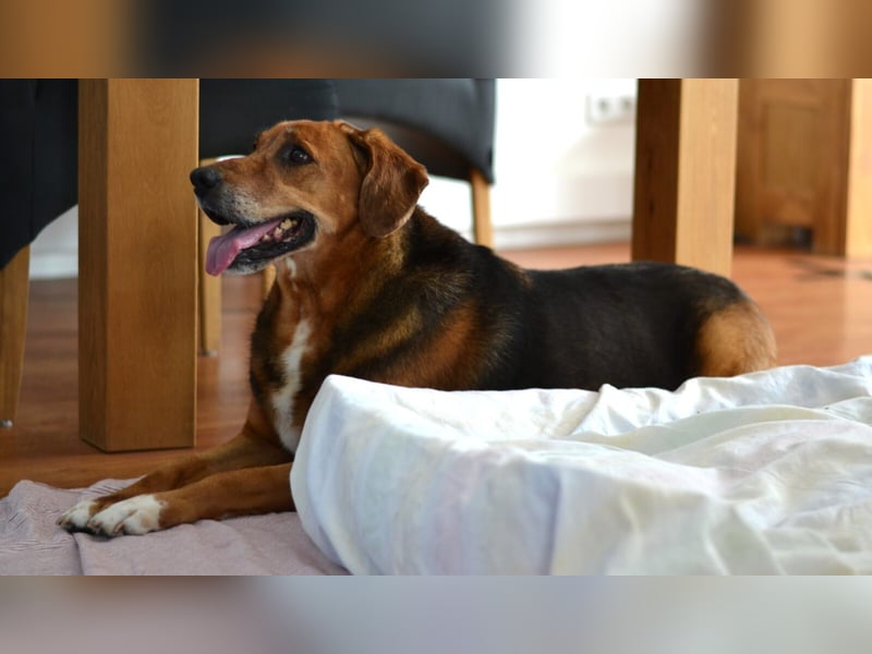 Perla Mischlingshündin ca. 8 Jahre alt in 34613 Schwalmstadt Perla Mischlingshündin ca. 8 Jahre alt in 34613 Schwalmstadt