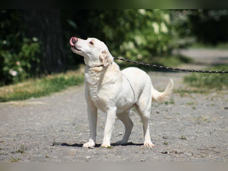 William Labradormix Rüde ca. 3,5 Jahre alt in Ungarn