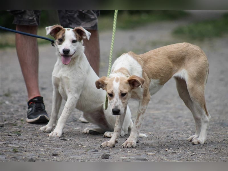 Tofu Mischlingshündin ca. 1,3 Jahre alt in Ungarn