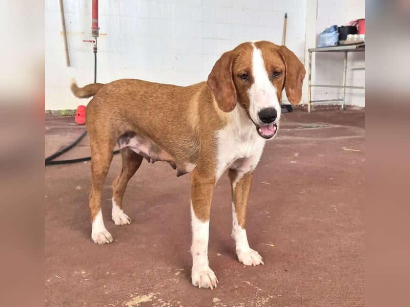 Selma Mischlingshündin ca. 2,8 Jahre alt in Griechenland