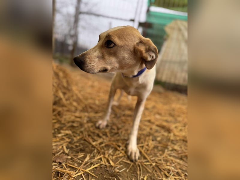 Soy Mischlingshündin ca. 4,5 Jahre alt in Ungarn