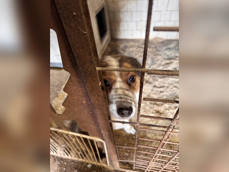 Babette Mischlingshündin ca. 4 Jahre alt in Ungarn