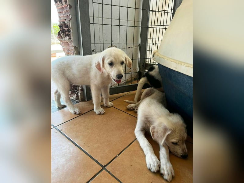 Nala Mischlingshündin ca. 3 Monate alt in Griechenland