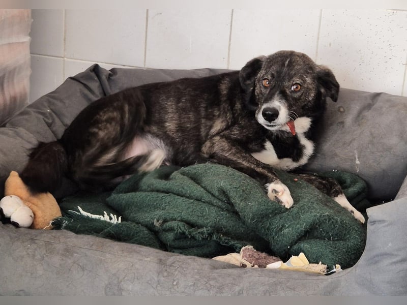 Agapi Mischlingshündin ca. 3 Jahre alt in Griechenland