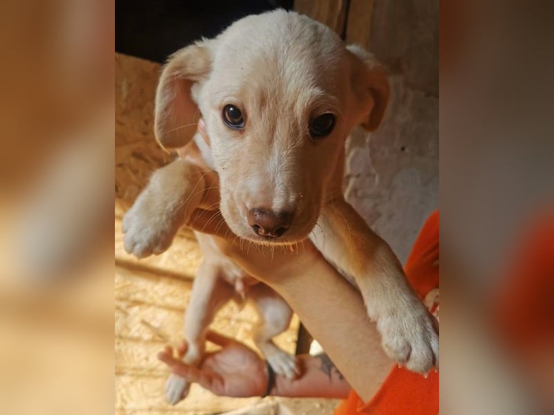 Koktel Mischlingsrüde ca. 3 Monate alt in Ungarn