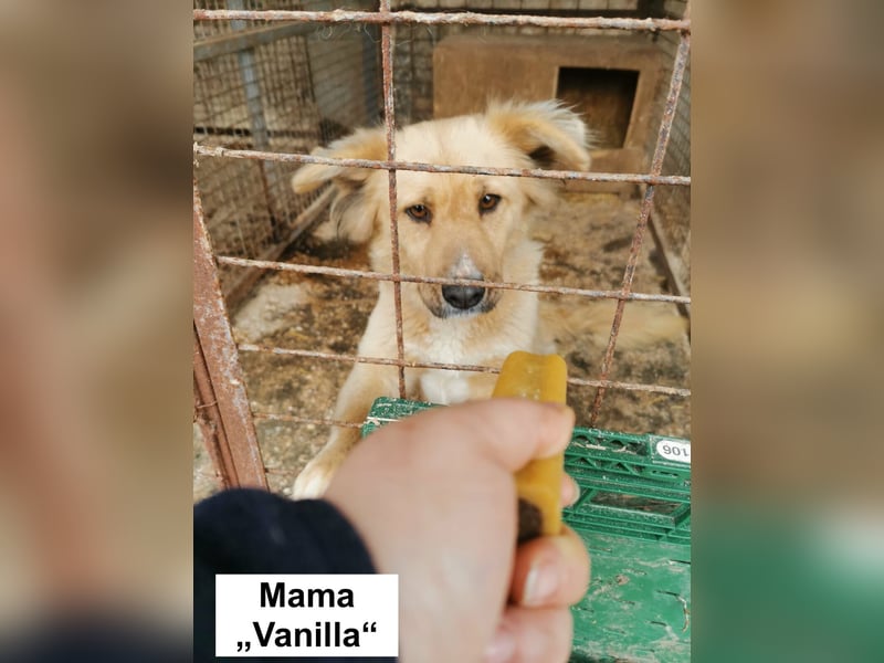 Koktel Mischlingsrüde ca. 5 Monate alt in Ungarn