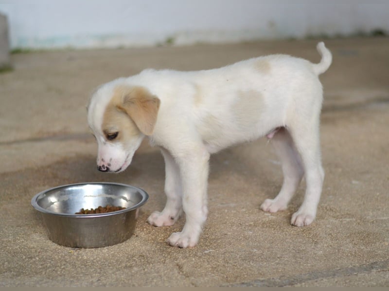 Nima Mischlingsrüde ca. 3 Monate alt in Griechenland