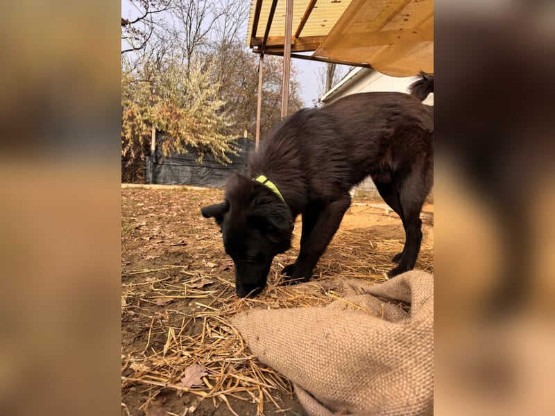 Serius Mischlingsrüde ca. 6 Monate alt in Ungarn