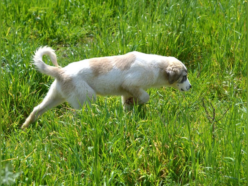 Hermine Mischlingshündin ca. 3 Monate alt in Griechenland