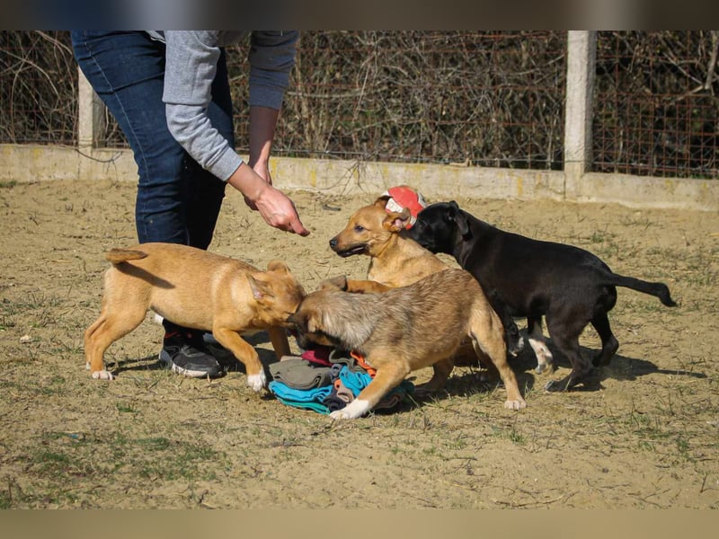 Toboz Mischlingsrüde ca. 1 Jahr alt in Ungarn