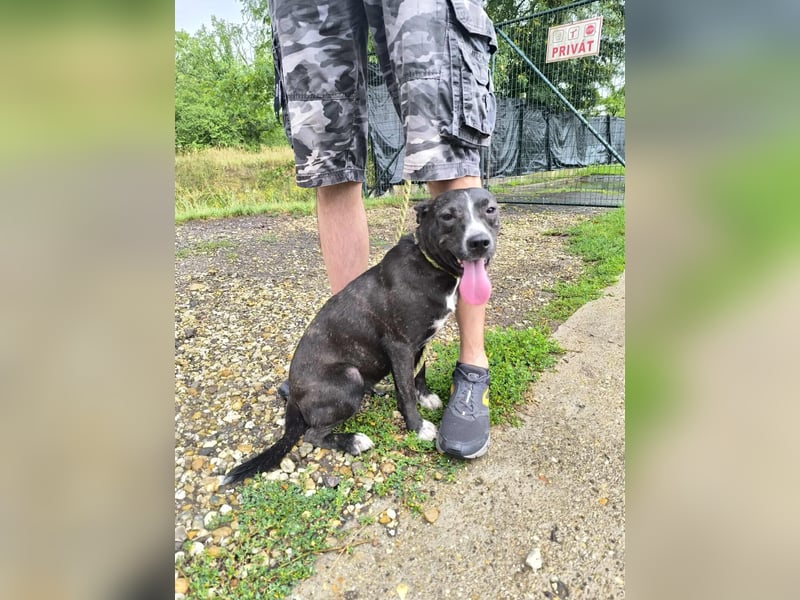 Dariuszina Mischlingshündin ca. 1,8 Jahre alt in Ungarn