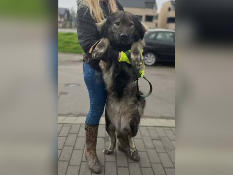 Sonja Mischlingshündin ca. 5 Jahre alt in Ungarn