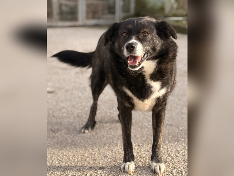 Agapi Mischlingshündin ca. 3 Jahre alt in Griechenland